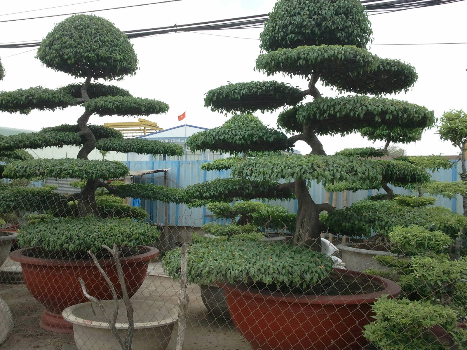 Vườn ươm Cây Bonsai