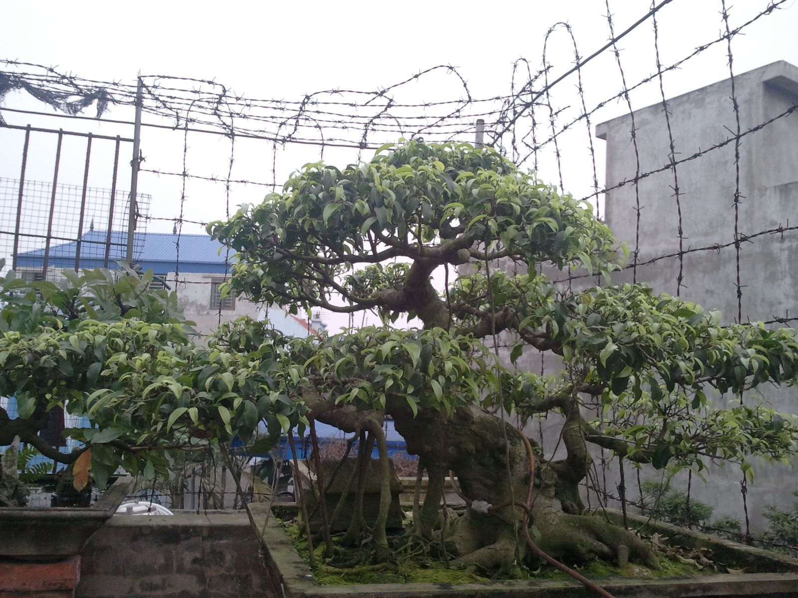 500 - Sanh bonsai