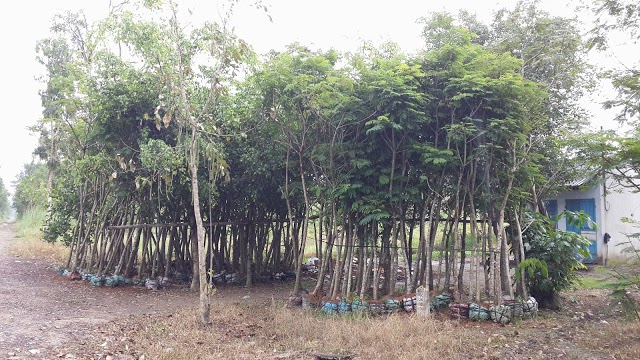 Vườn ươm cây Lim xẹc